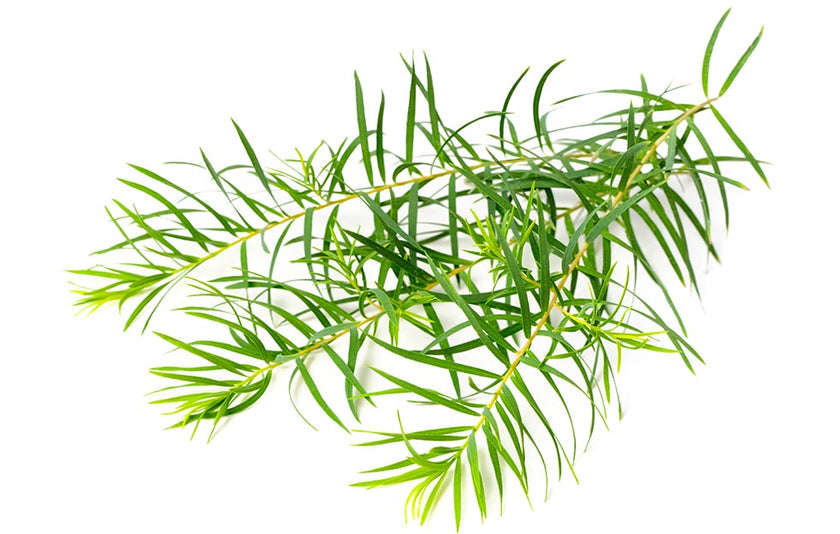De Groene Linde Tea Tree Etherische Olie - 10ml/30ml