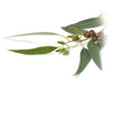 Chi Eucalyptus Bio - 10ml