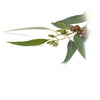 Chi Eucalyptus Bio - 10ml