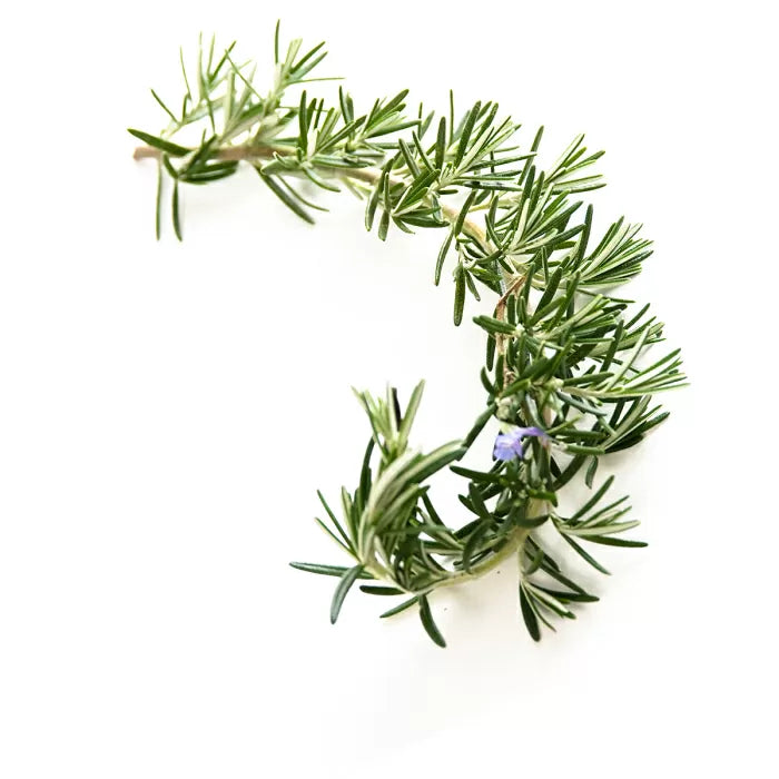 Chi Rozemarijn Kamfer - 10ml