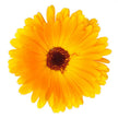 Chi Calendula Repair Balm - 75gr