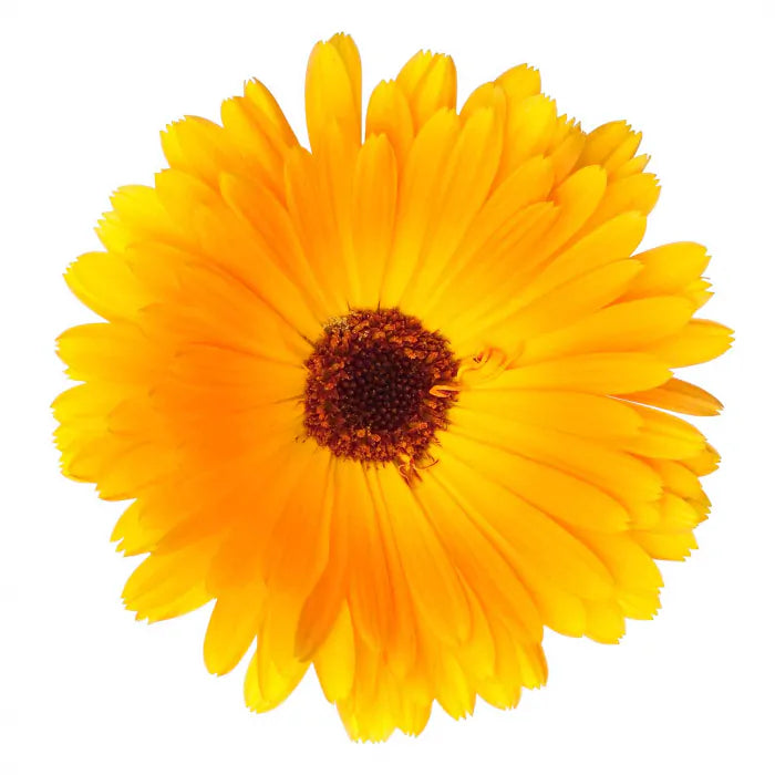 Chi Calendula Repair Balm - 75gr
