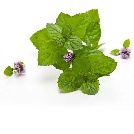 Chi Pepermunt - 10ml